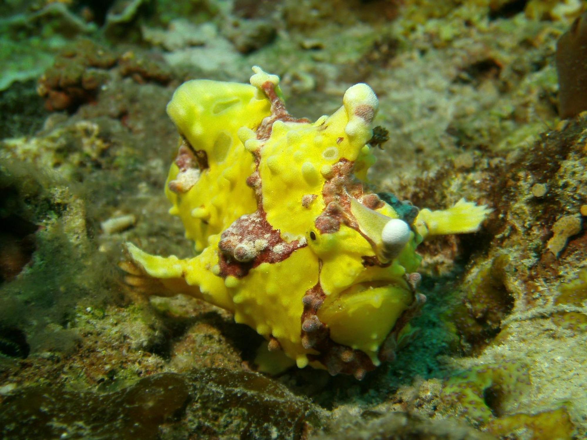 Dive Spot Asia And Brumini Beach Resort Boljoon Exterior foto